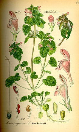 Illustration Lamium purpureum0.jpg