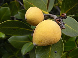 Mangrove - avicennia marina var resinifera fruit.JPG